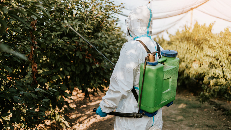 person spraying insecticide on lawn