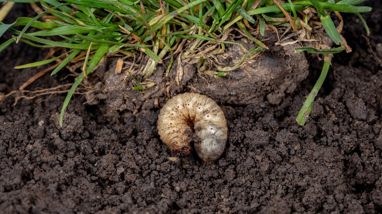 lawn insect