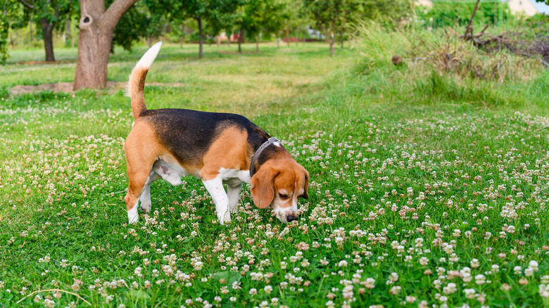 A beagle sniffs clover in the middle of a public space, with rows of trees in the background
