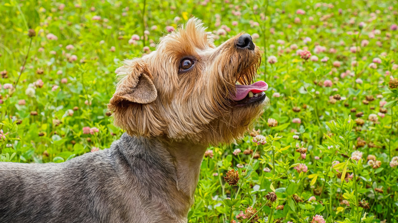 A yorkshire terrior stands out against a flowering grassy lawn in the background