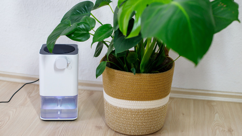 A white dehumidifier plugged in next to a houseplant in a tan pot