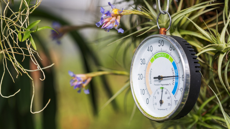 A hygrometer measuring humidity levels hanging from a plant in a greenhouse
