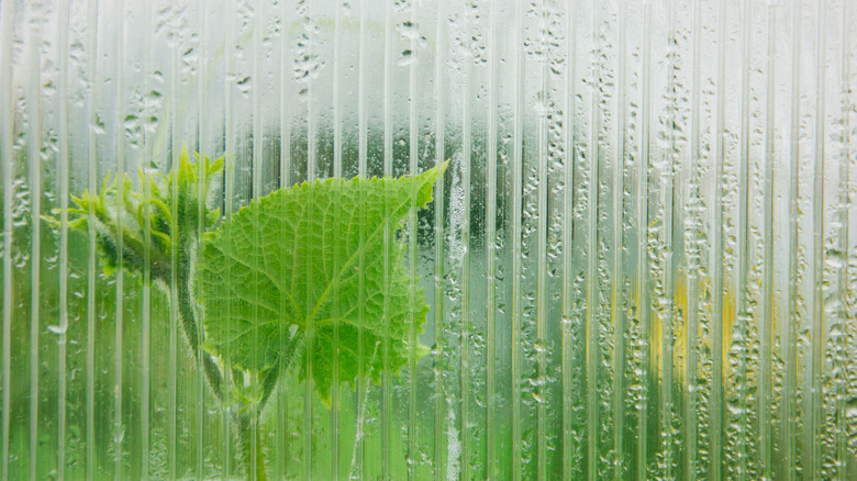 A green leaf viewed through a pane of glass with heavy condensation on it