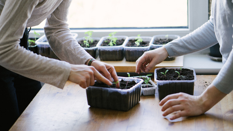 Two people start seeds indoors