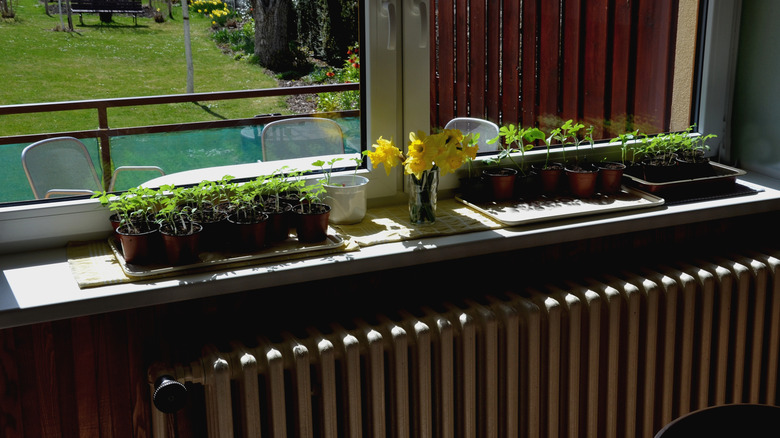 Seedlings sit on top of a radiator in front of a window