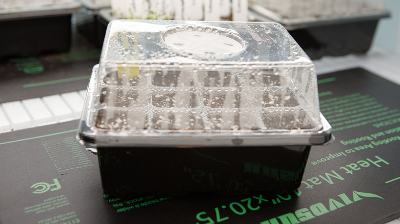 Seedlings in a covered container on a heating mat indoors