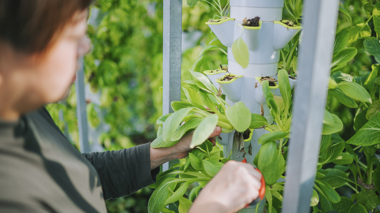 woman harvesting hydroponic plants