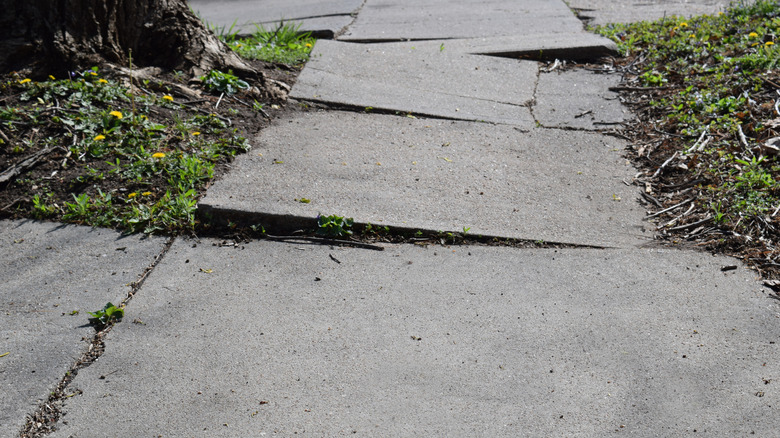 A sidewalk made uneven by tree roots