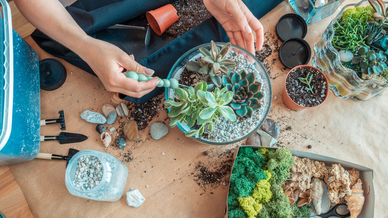 Woman provides care for her succulents.