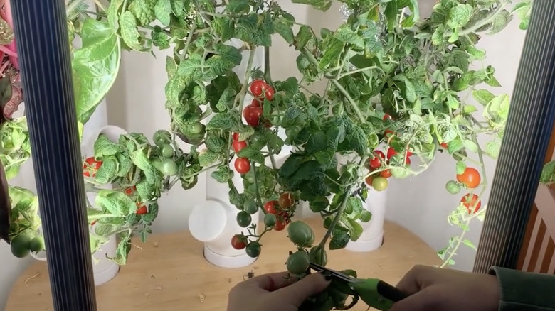 Pruning tomato plants in a Gardyn system