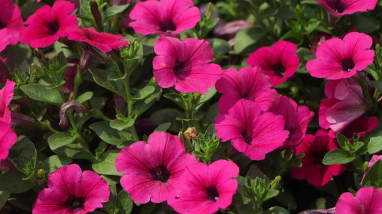 Blooming Petunias