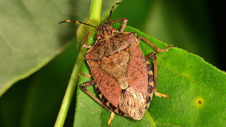 Stink bug on leaf