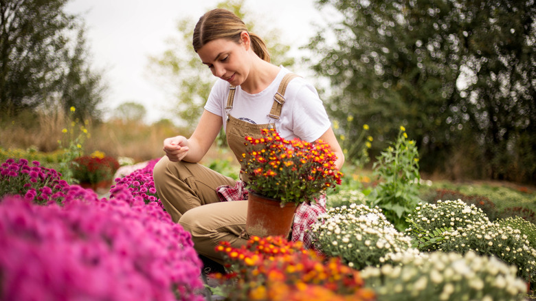 woman surrounded by chrysanthemums