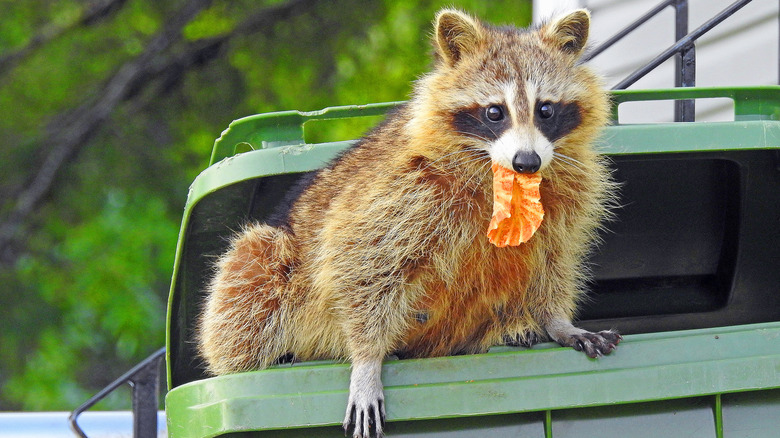 Raccoon eating from trash can