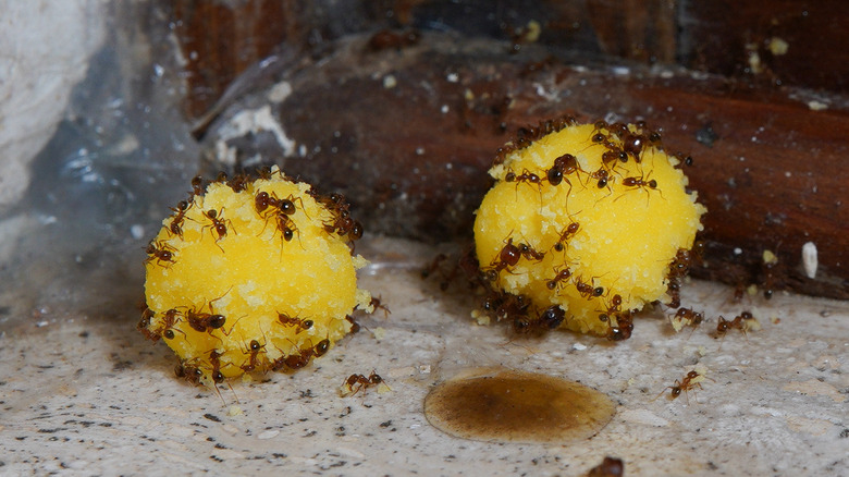 egg yolk with boric acid ant trap