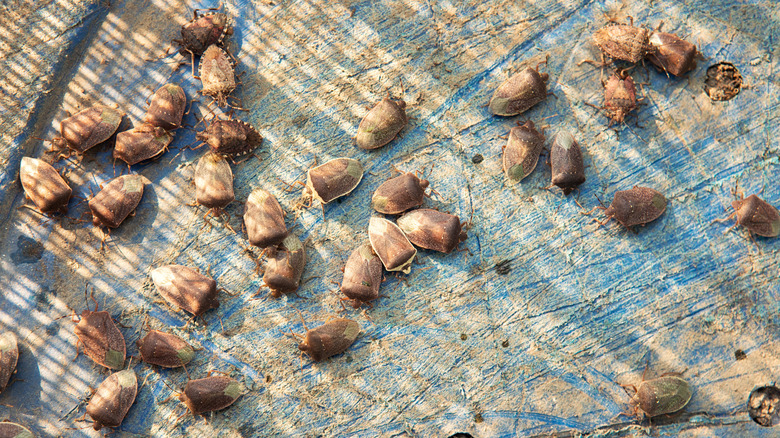 stink bugs on house