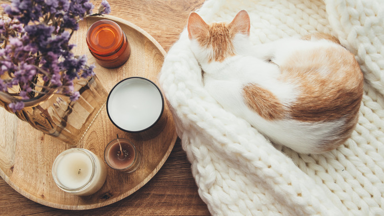 Cat next to candles