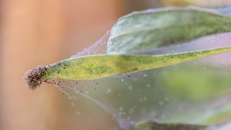 Spider mites on plant leaf