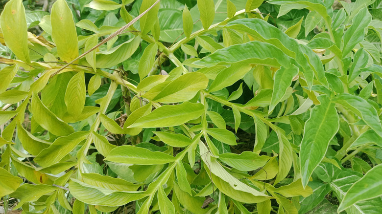 Green leaves full of chlorophyll