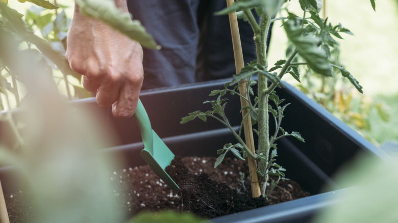 person adding fertilizer to a plant