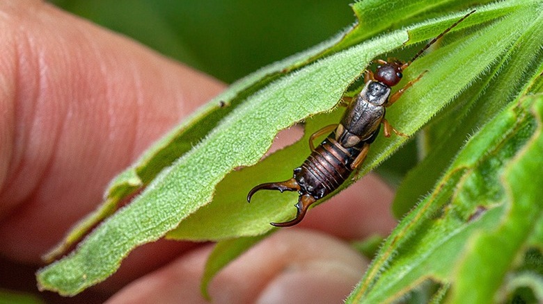 Hand holding leaf with earwig