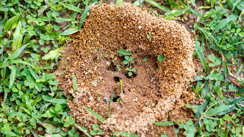 An ant hill in a yard.
