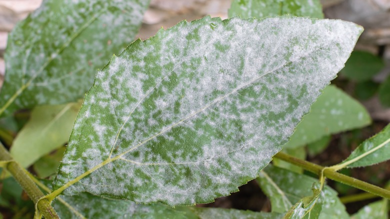 powdery mildew on leaf
