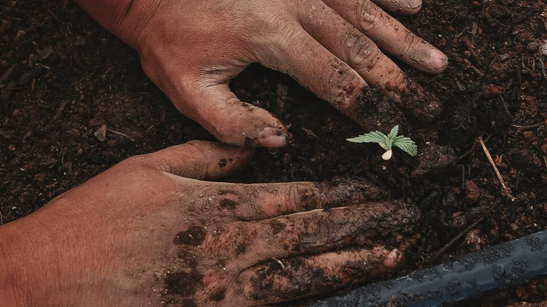 Person planting small plant 