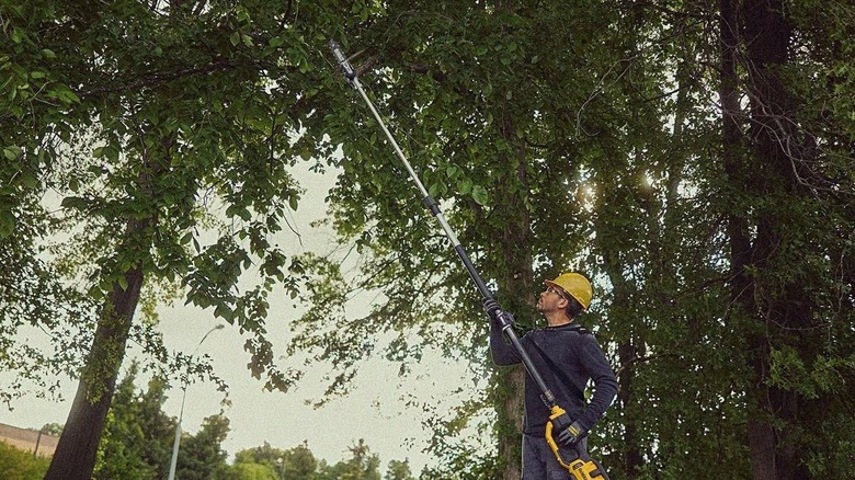 Man holding a long extended pole saw to cut branches