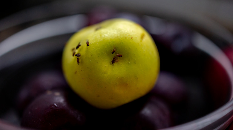 Fruit flies on a green apple