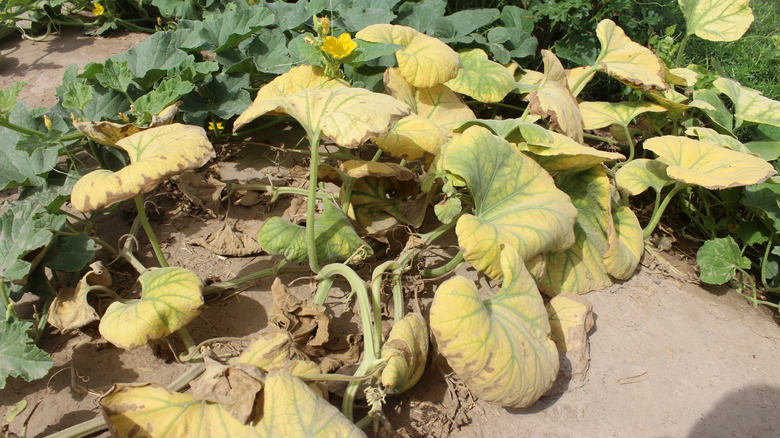 Squash leaves show symptoms of magnesium deficiency or disease.