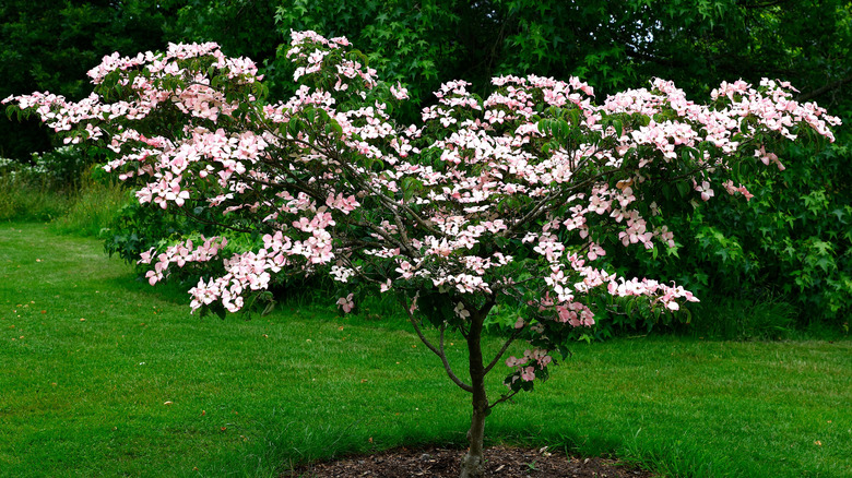 Pinkish dogwood blooms on a single tree in a yard.