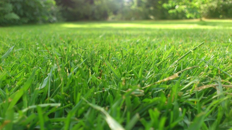 Close up of bright green grass
