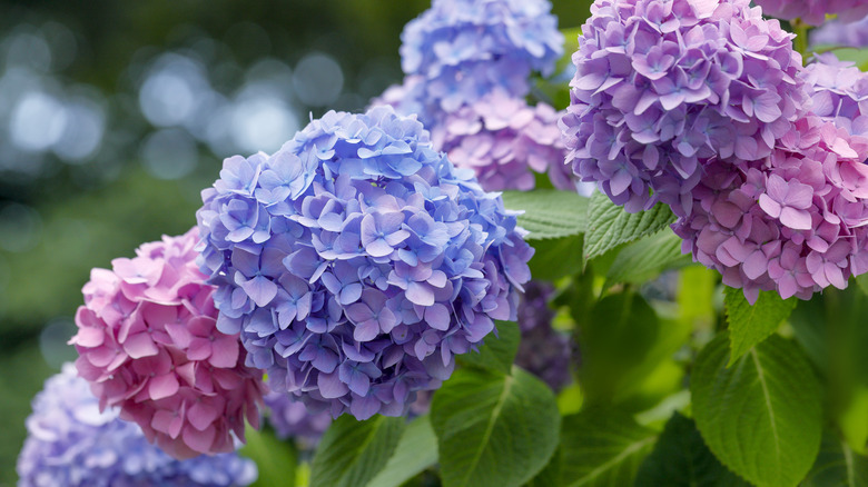 A healthy purple and pink hydrangea bush
