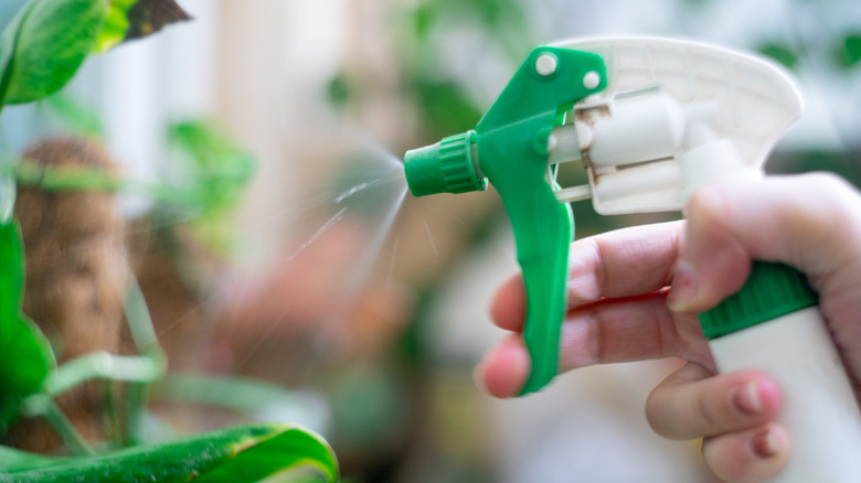 Spraying plant in garden