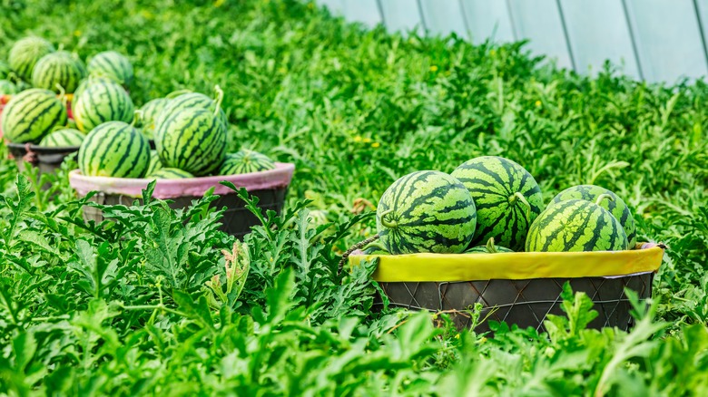 Watermelons in field