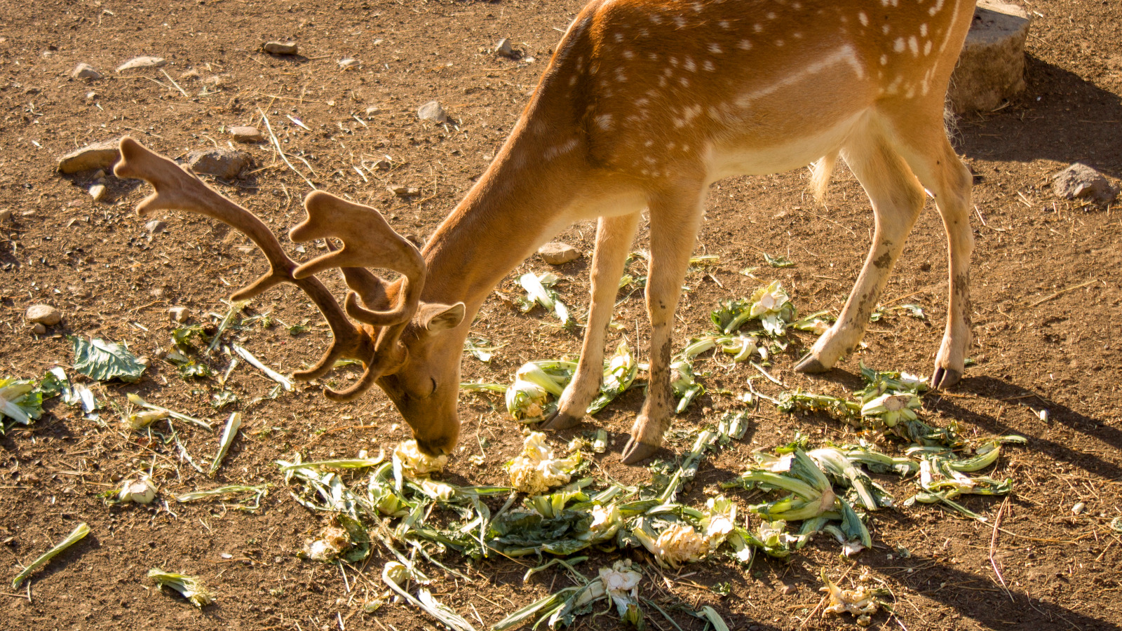 Is Fishing Line The Key To A Deer-Free Garden?