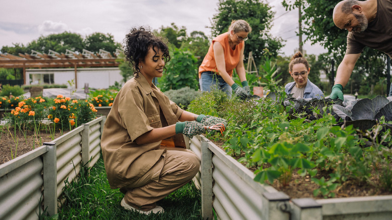 A group of happy gardeners working around a galvanized metal raised bed