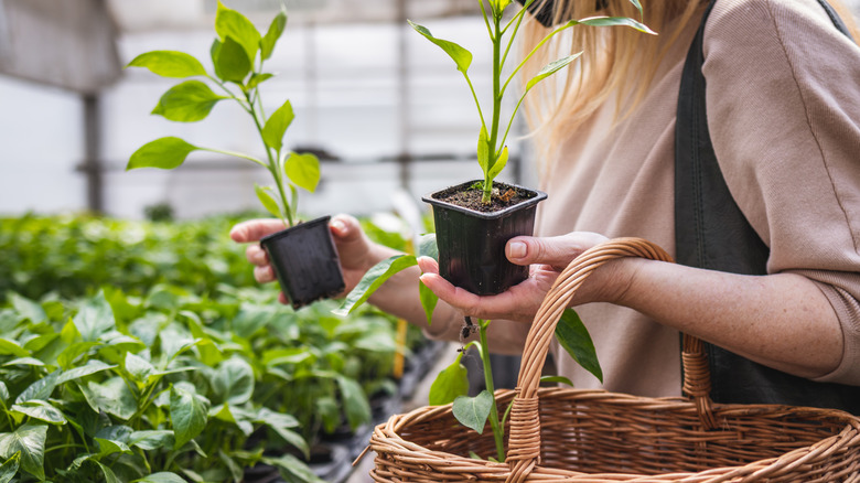 A person holds two pepper seedlings in their hands while carrying a basket over one arm in a plant nursery.