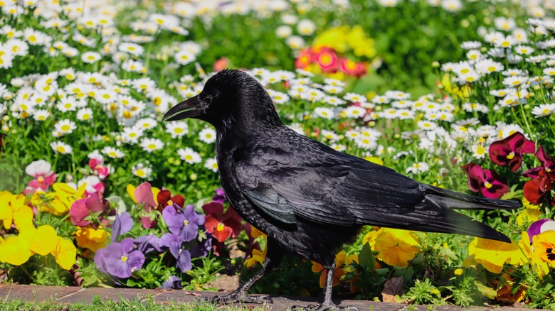 crow by flower garden