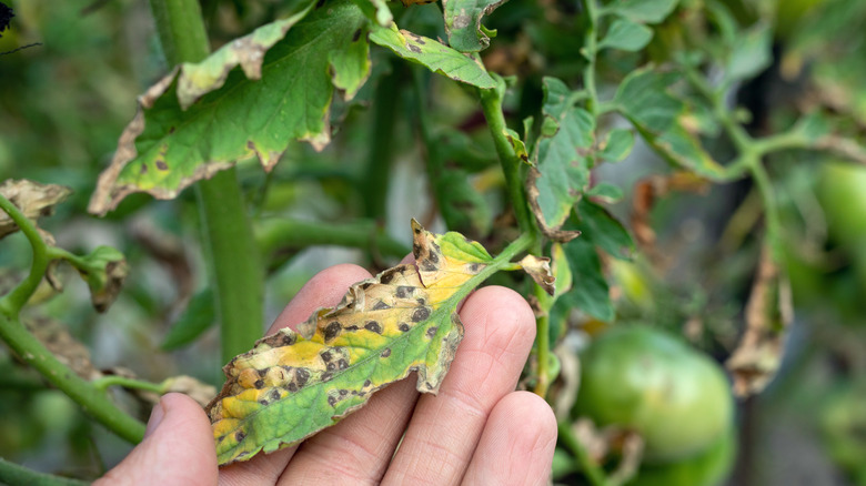 Diseased tomato plant
