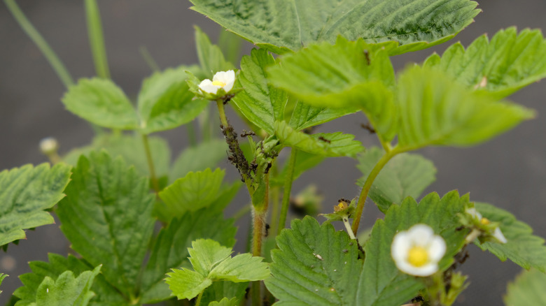 Tiny black ants cover a flowering plant