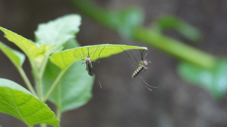 Two mosquitoes hanging onto a leaf