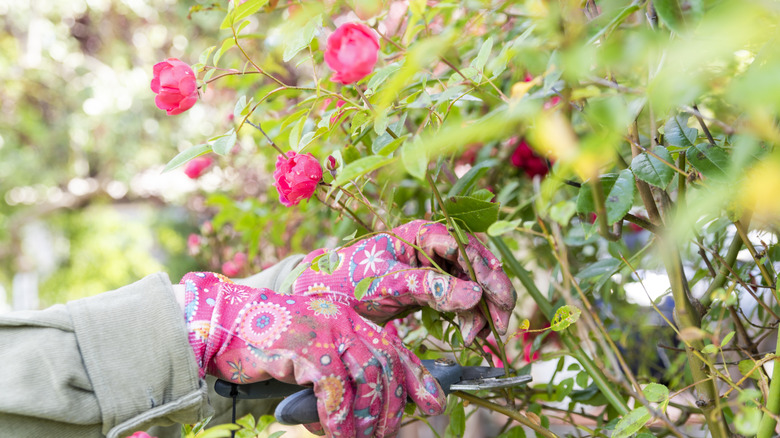 A gardener cutting some roses from a bush with pruning shears