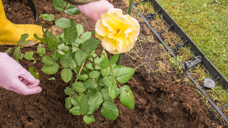 A gardener tending a yellow rose bush growing in loamy soil