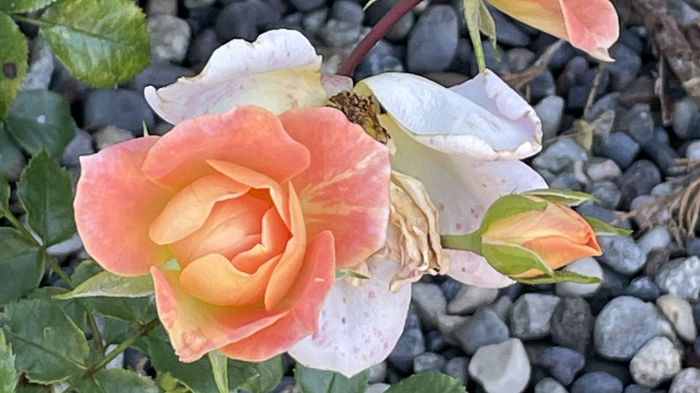 A beautiful peach rose shrub with gravel as mulch