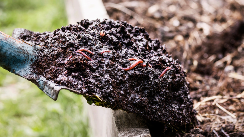 adding organic material, such as compost, to tarragon bed