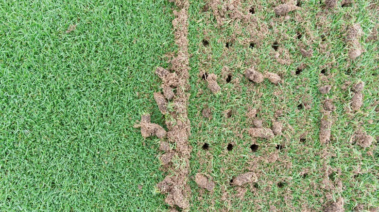 Half of a patch of grass has been core plug aerated