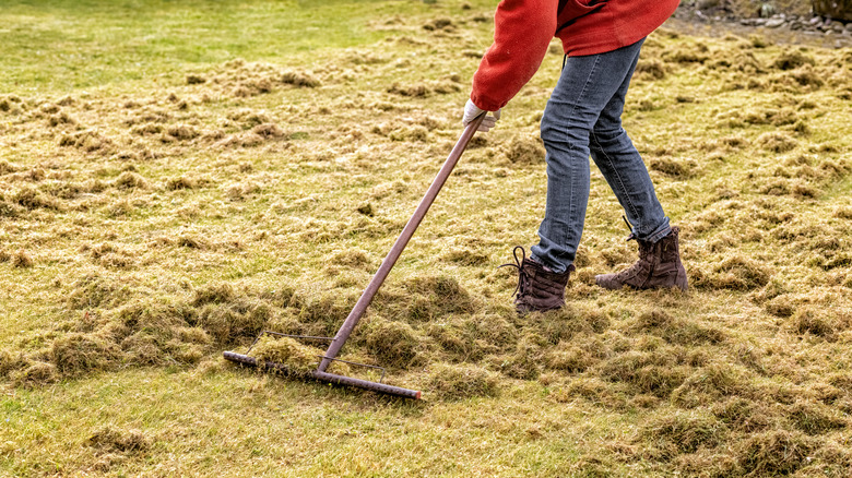 A person wearing a red coat uses a tine rake to dethatch a lawn