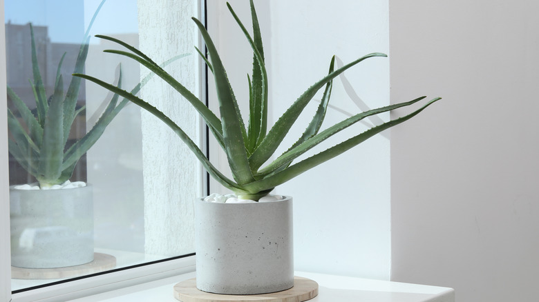 Potted aloe vera placed on a high windowsill to keep it out of pets' reach